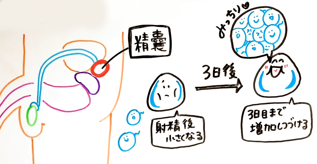 オナニーの平均回数は？適正な頻度とは？ – メンズ形成外科 | 青山セレス&船橋中央クリニック