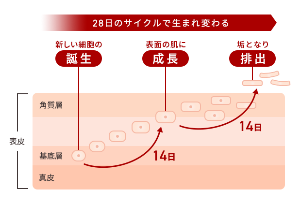 フェイシャルエステとは？メリットや綺麗な肌を継続させるコツをご紹介｜エステならスリムビューティハウス