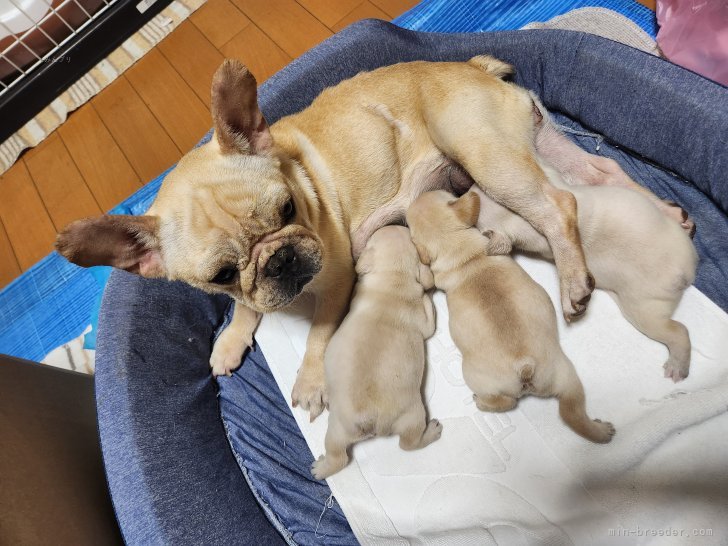 楽天市場】ペット 犬 涙やけ ケア