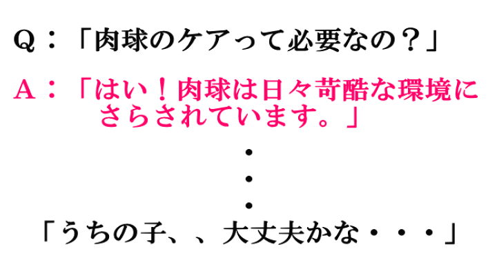 ご愛顧感謝祭限定☆最大P10倍☆２０%OFF】エリザベスカラー 渡さ 防水 猫 犬