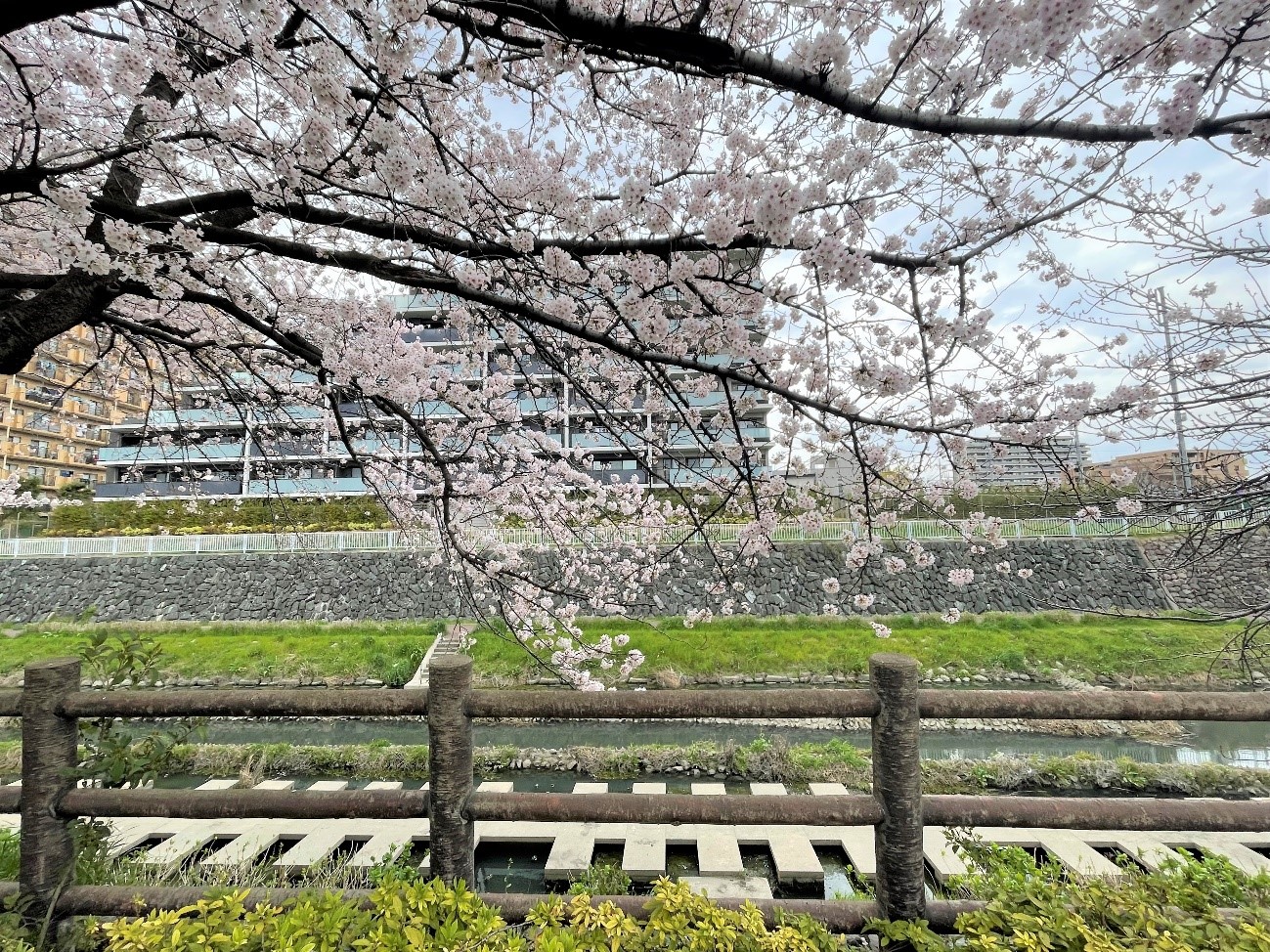 川口市近郊 駅から近い桜の名所5選 歩いて行けるお花見スポット