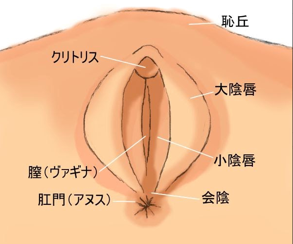 女性器の上付き・下付きの違いやチェック方法は？ それぞれの気持ちいい体位って？ ｜