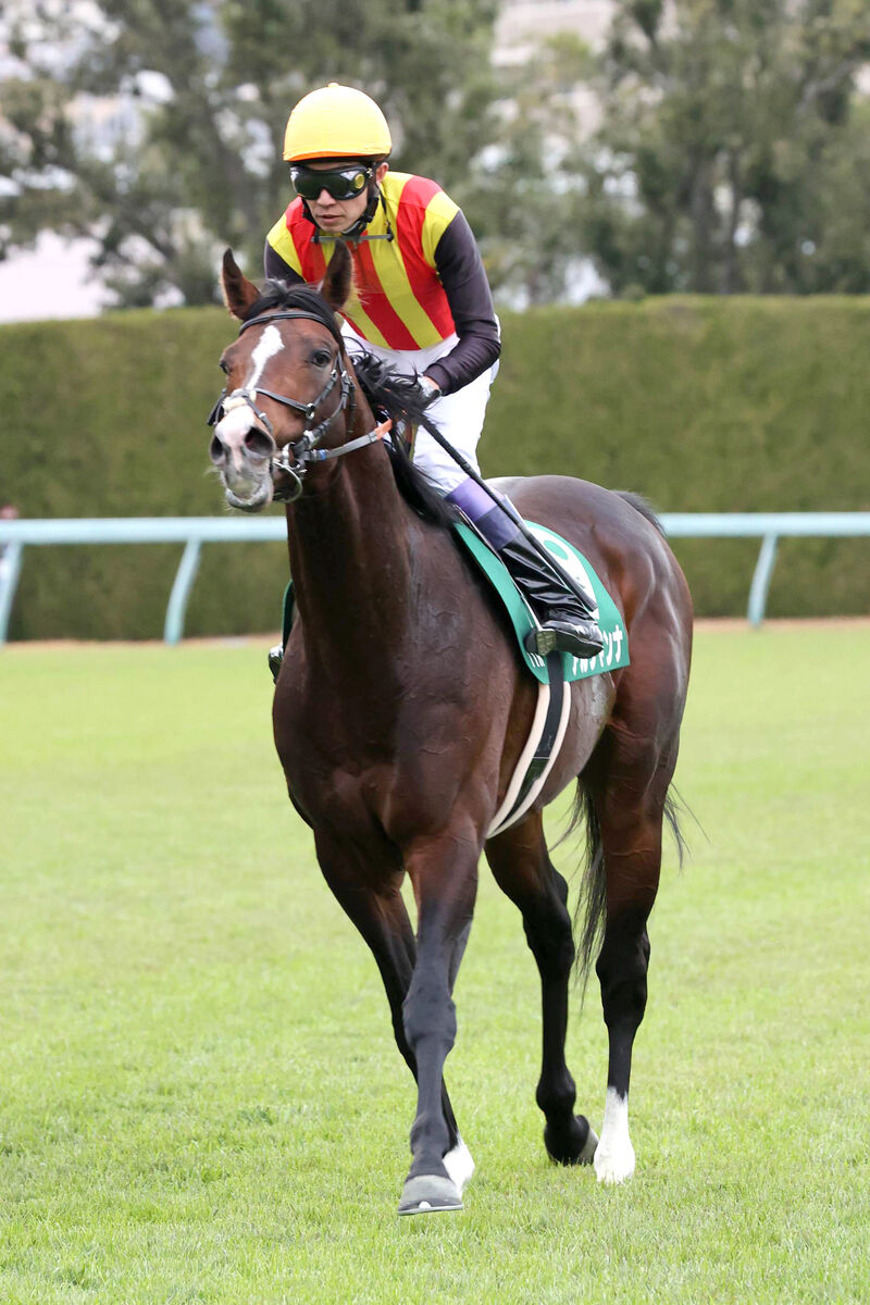 きさらぎ賞】アルジャンナ、上がり最速も３着｜競馬ニュース｜競馬予想のウマニティ