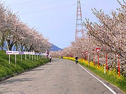 電車と桜｜満開サクラ中継①JR分水駅🌸 #news #short #ux新潟テレビ21