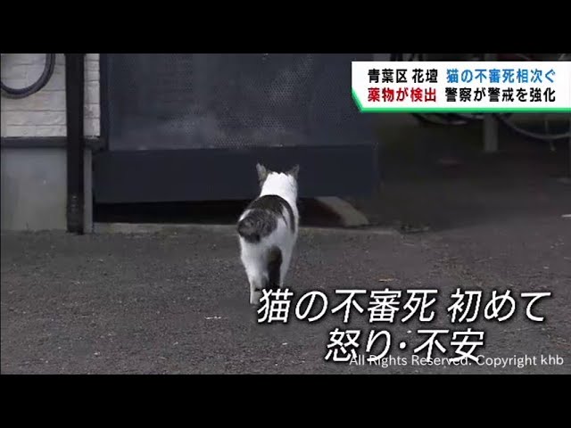 猫さまの手にある謎イボ騒動 : 猫とお酒と日々のこと Powered