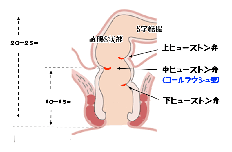 アナルセックスが膣挿入より気持ちいい理由とやり方・注意点を解説