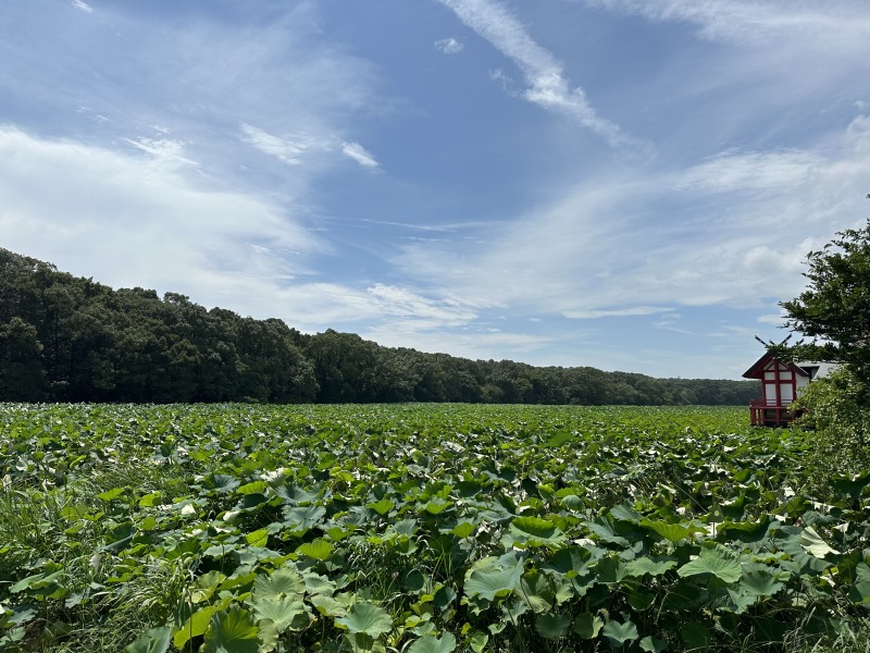 新富町の特産品 | 宮崎県町村会