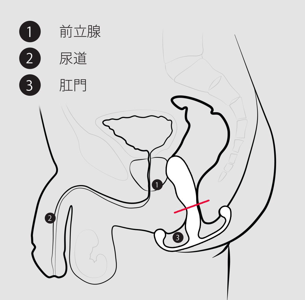 アネロスジャパン | アネロス使用前のほぐしとは、大まかに説明すると ✓外肛門括約筋→肉体が物理的にほぐされるとほぐれる