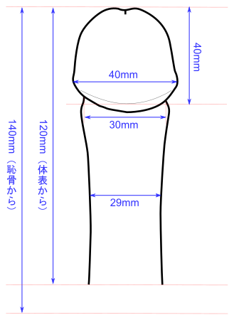 医師監修】男性器の平均サイズとは？ - 夜の保健室