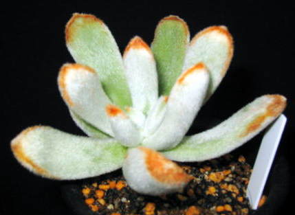 エケベリア 白兎耳(Echeveria leucotricha) 多肉植物データベース