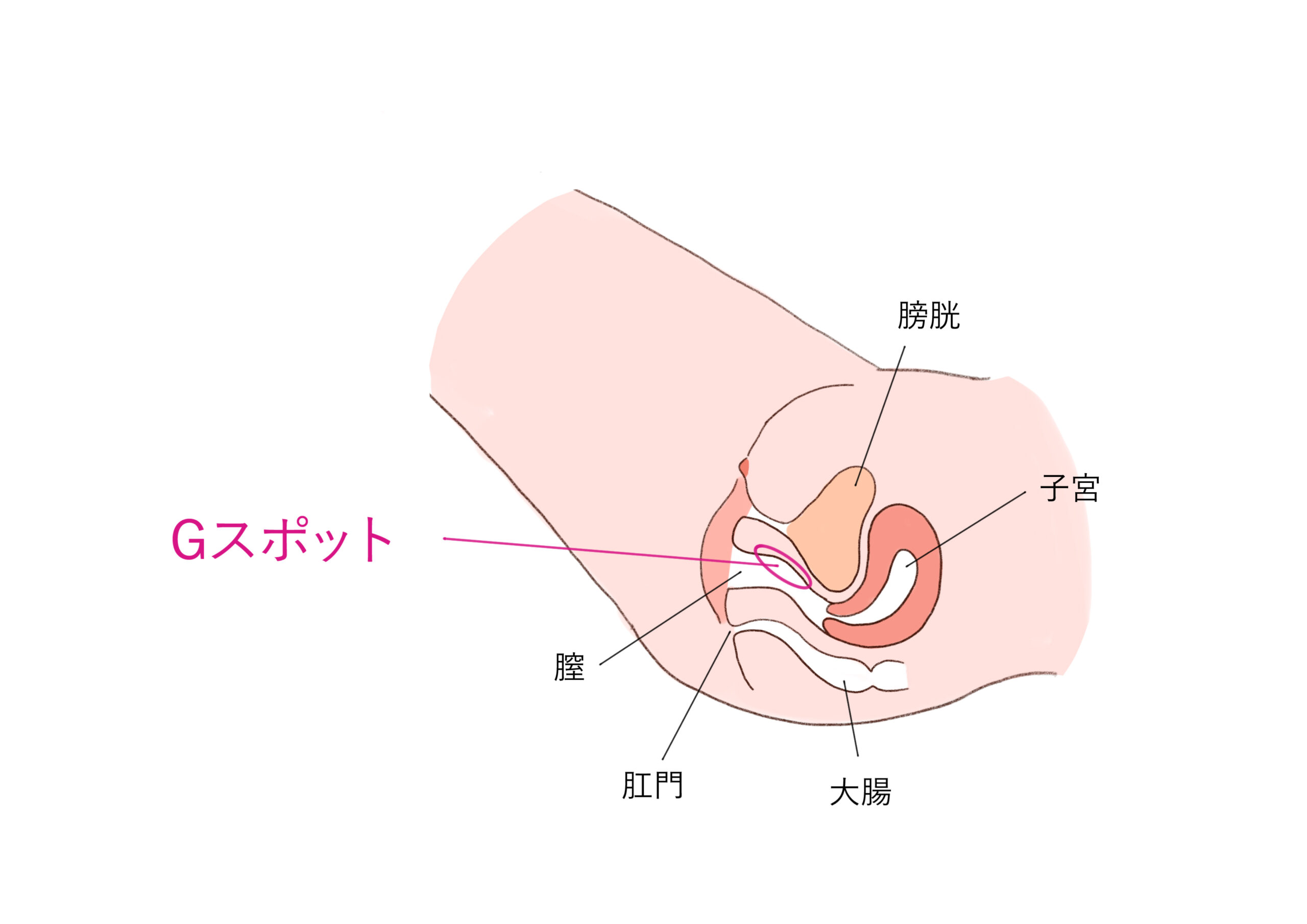 頸動脈狭窄症患者の看護（看護計画・注意すべき症状） | はたらきナース