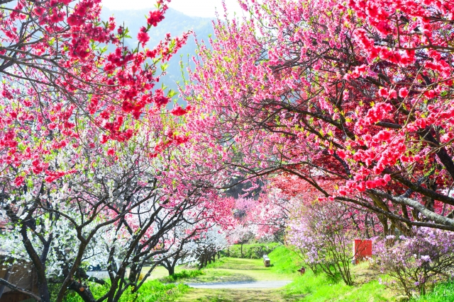 雨の季節に見頃を迎える「紫陽花」(アジサイ)をご紹介します。 | 日本薬科大学からのお知らせ|