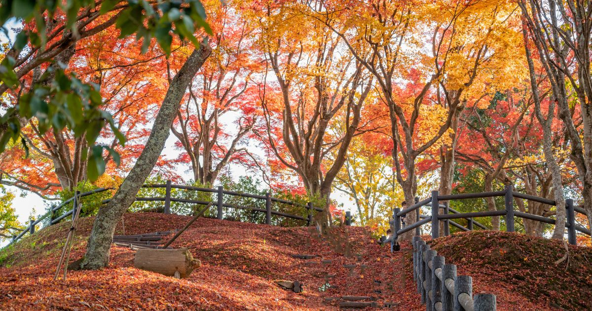 赤い鳥居と紅葉のコラボレーション♡『王地山公園』の紅葉が11月上旬より見ごろに 丹波篠山市 |