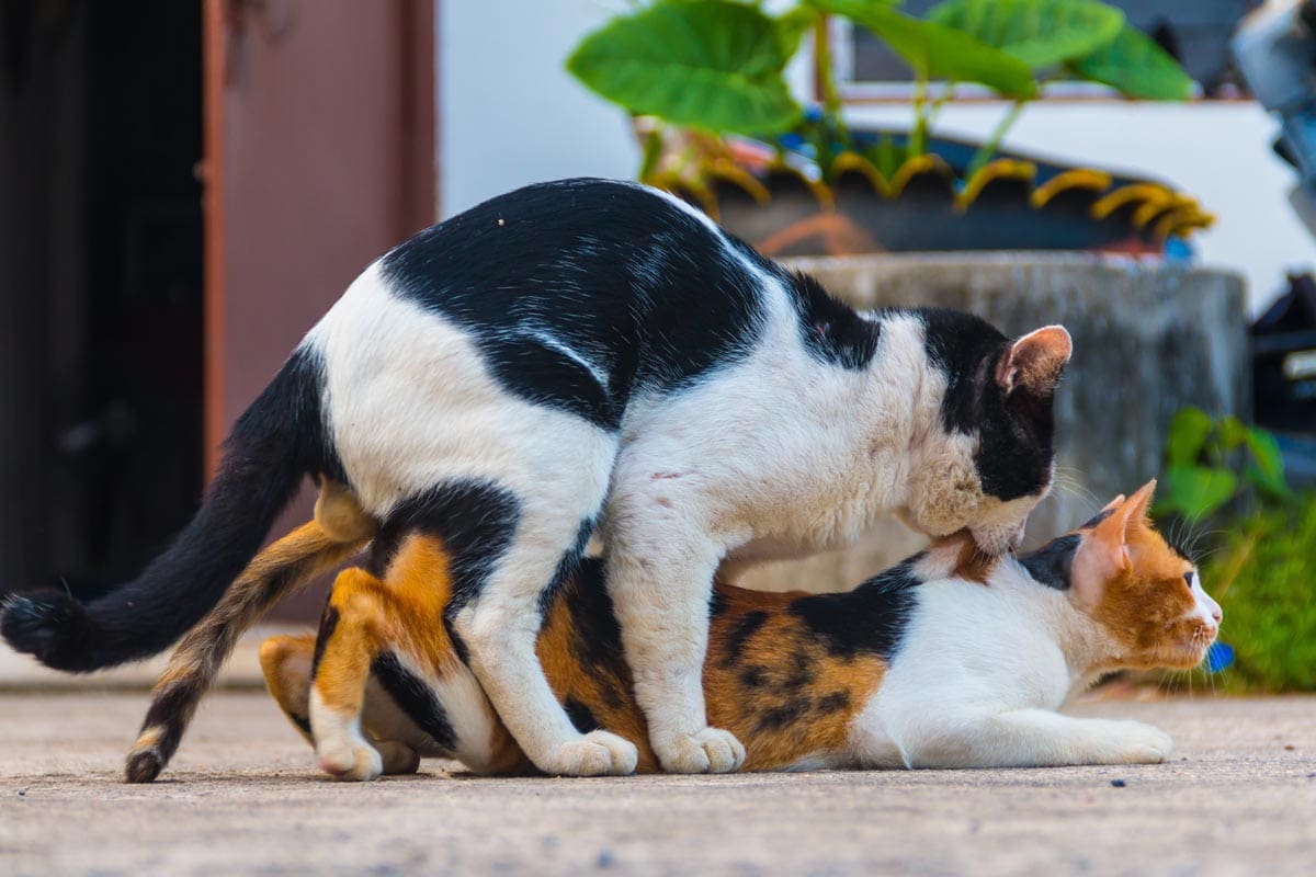 Happy cuttable Cat having sex