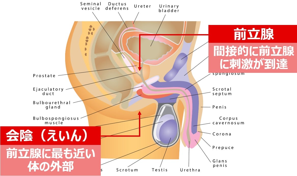 前立腺オナニーの正しい知識と安全な自慰方法を徹底解説 | HIME