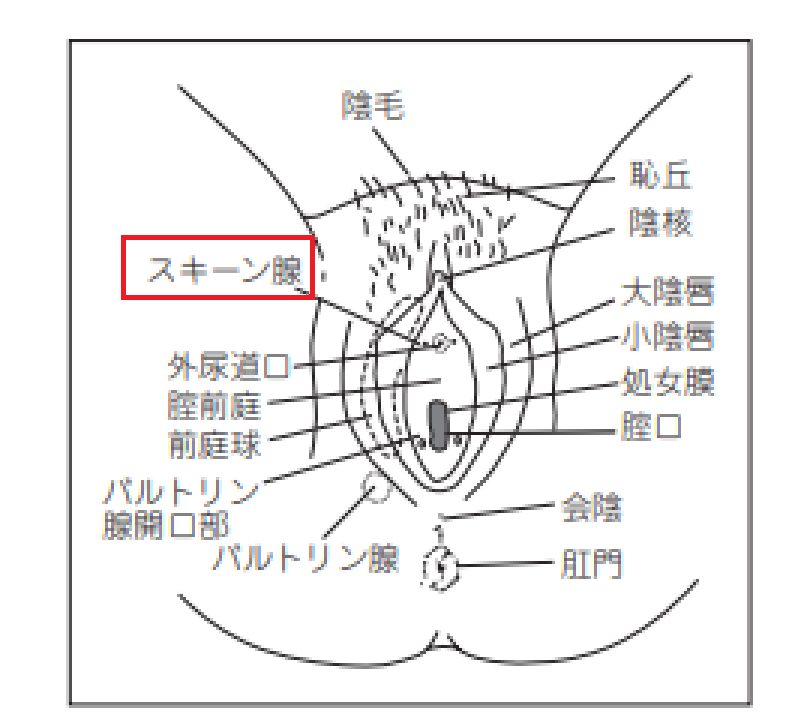 女性に潮吹きさせる為の3つの手マン方法と条件【図解・動画】 | セクテクサイト