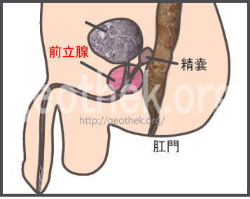 アナルSEXってどうやるの？気持ち良い？素朴な疑問に答えます