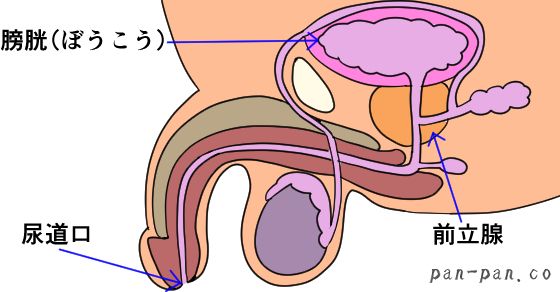 男も潮吹きするの？やり方やおすすめアイテムを紹介