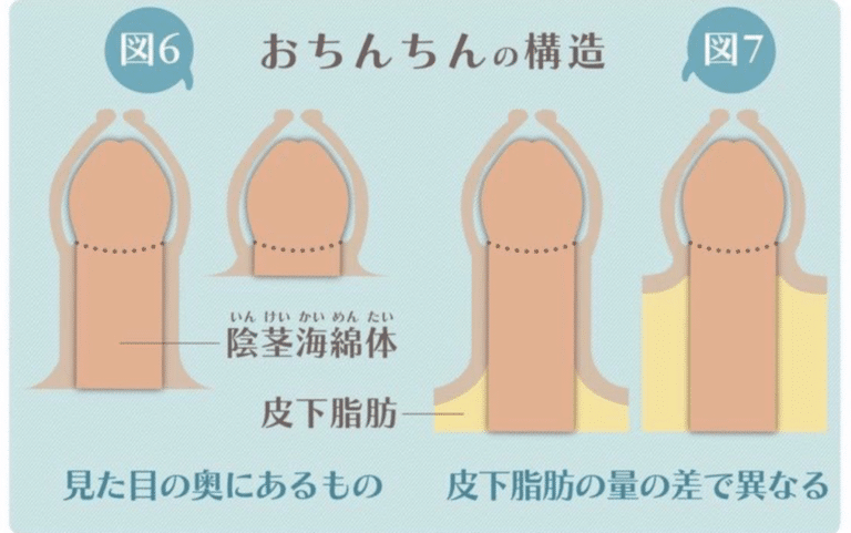 ペニスの平均的な長さと太さとは？複数の研究データによる結論 – メンズ形成外科 |