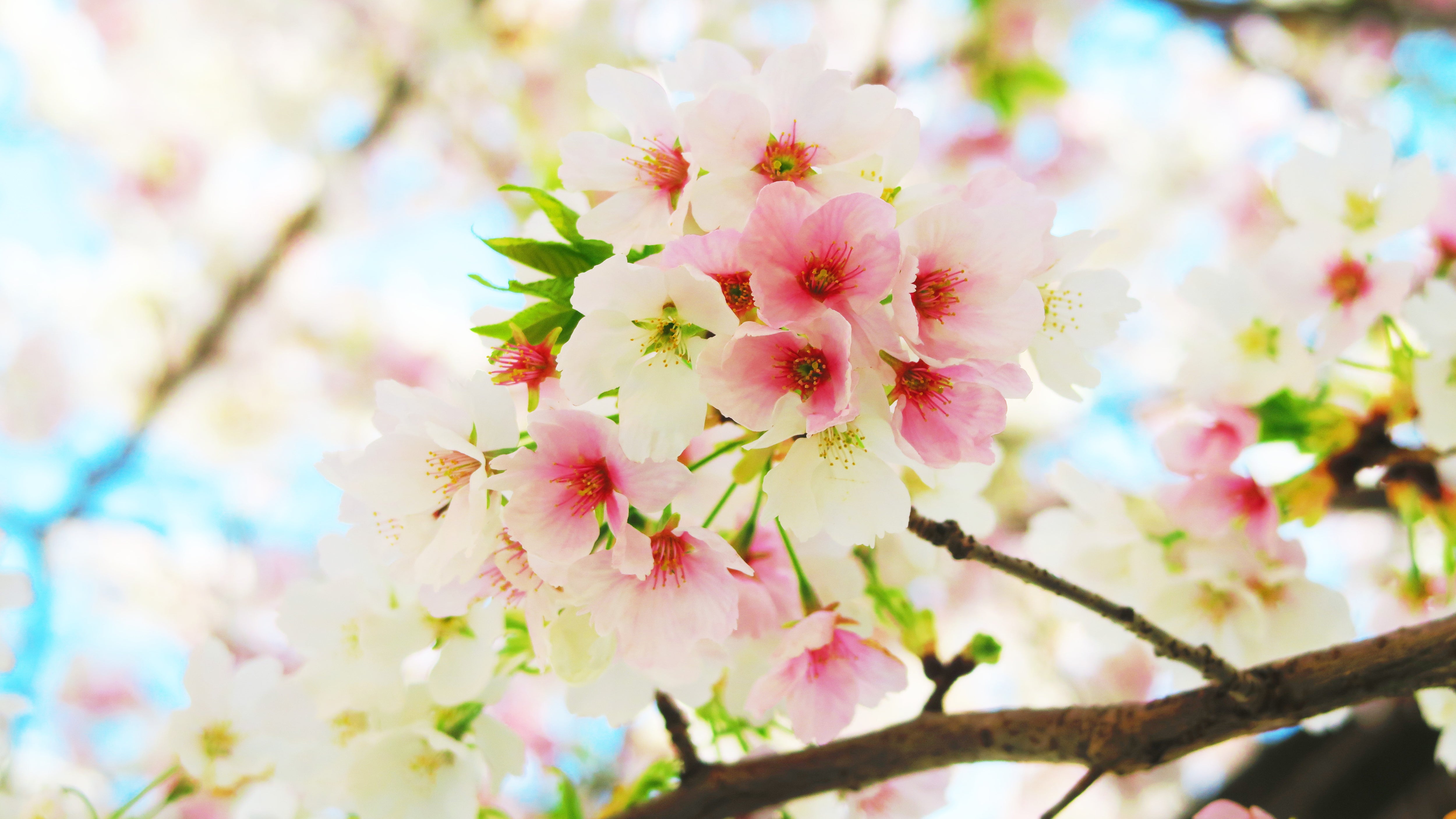 川口西公園(リリアパーク)の桜が見ごろを迎えていたよ。｜川口マガジン