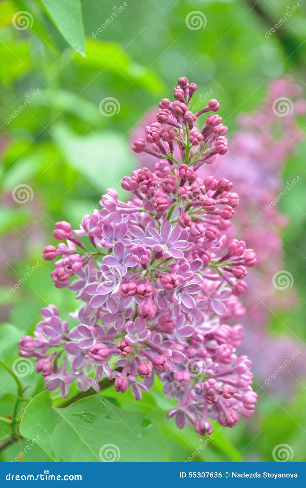 ライラック (Syringa vulgaris)