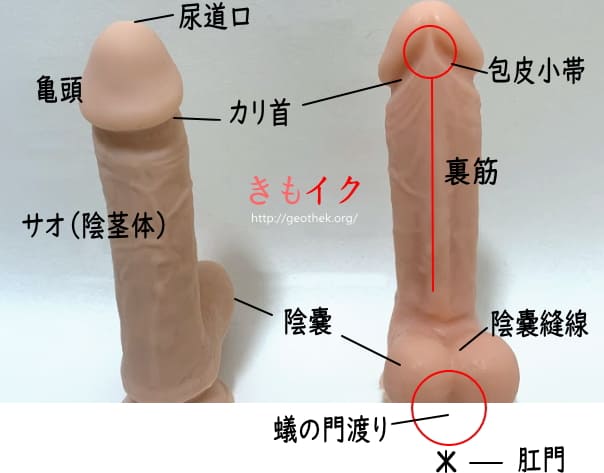 しっかり舌も見えます！バキュームもたっぷり！SEXより気持ちいいフェラチオ30連射4時間 | ゲオ宅配アダルトDVDレンタル