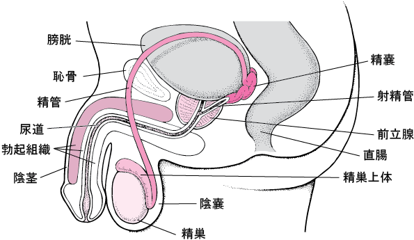 マジックミラー号 「チ○ポ飴を3分以内に舐め切ってください！」賞金欲しさに一生懸命しゃぶっている水着美女に本物チ○ポを差し出したらいやらしい舐め方咥え方 でノーハンドフェラ！ エロ動画・アダルトビデオ動画 |