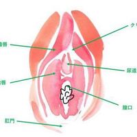 Gスポットはどこにある？ない人もいる？ 見つけ方・開発方法を紹介 | 医師監修