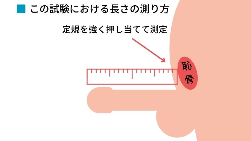 ペニスのサイズはどれくらい？TENGA社内で測ってみた - TENGAヘルスケア