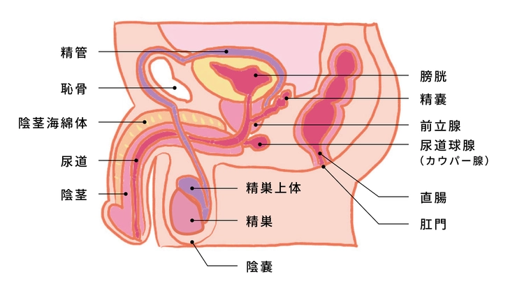 前立腺肥大や膀胱炎などの治療は名古屋市名東区のいだか台クリニックへ