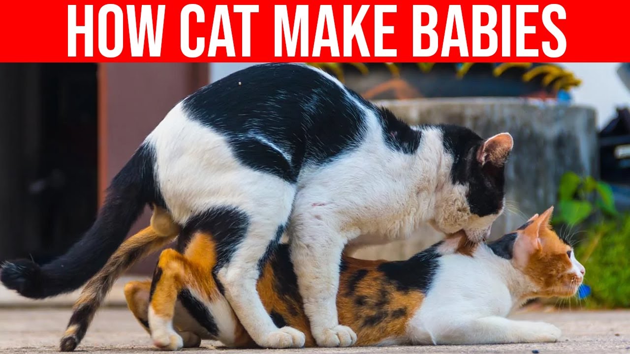 How Cat Make Babies,