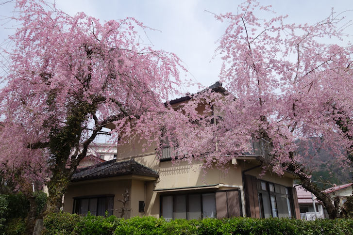 箱根大平台温泉 湯の花 -