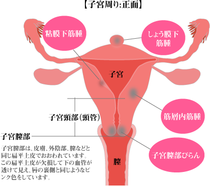 医師監修】名器を持つ女性の特徴は？調べ方と近づけ方 - 夜の保健室