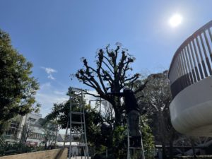 丹沢山 -- 渋沢駅北口ロータリーから望む丹沢表尾根