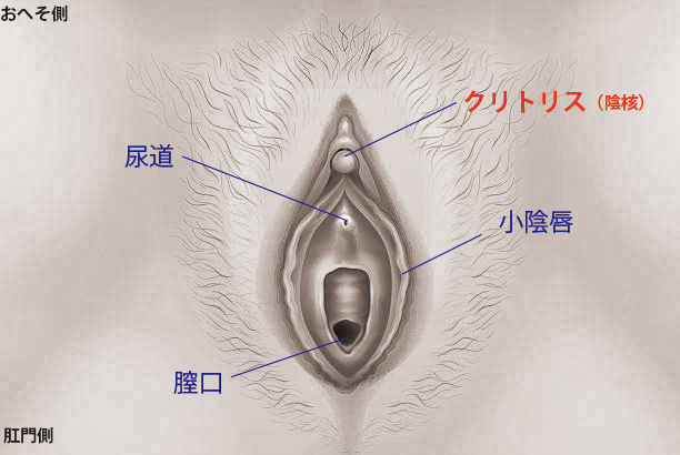 クリトリス刺激で潮吹きする方法とテクニック