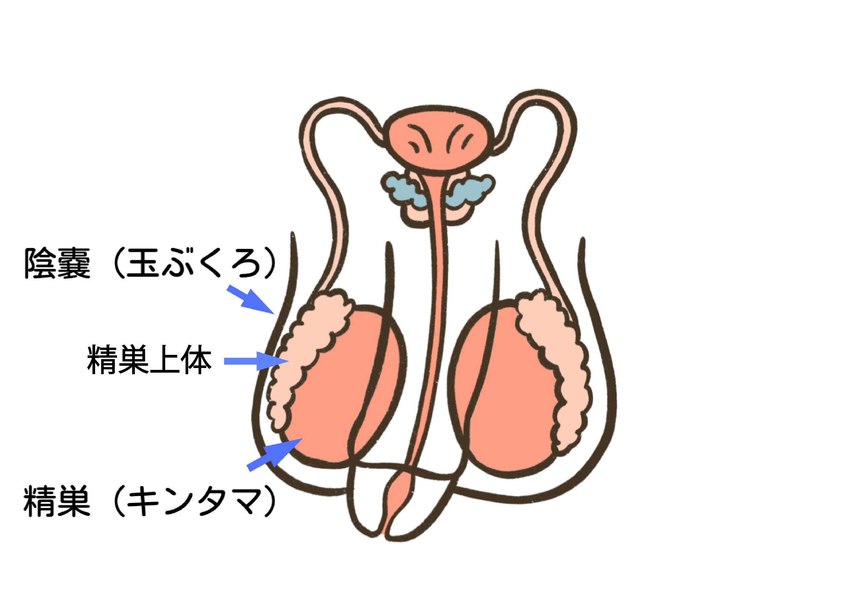 睾丸、陰嚢の痛み、違和感、腫れ | 埼玉県大宮駅と東京都上野駅の泌尿器科