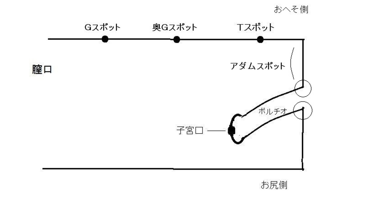 ポルチオセックスとは？やり方や位置を知って快感を引き出そう | Ray(レイ)