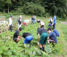 岩手県北上市、花園町２丁目「西念寺のイチョウ」です！！ - ビーズうさぎのハナちゃんです！！