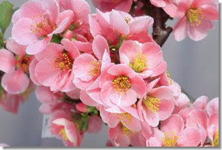 高嶺の花｜日本テレビ