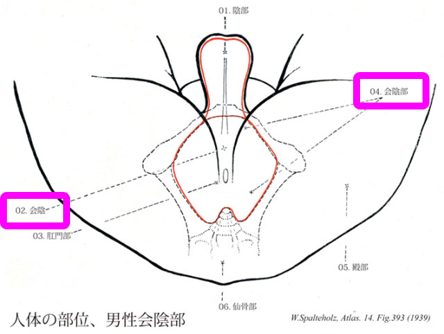 会陰 (えいん)とは【ピクシブ百科事典】