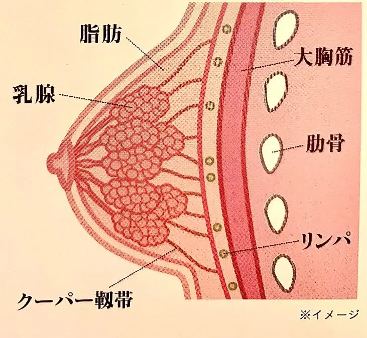 AV女優が教える！感じる胸の触り方 – メンズ形成外科