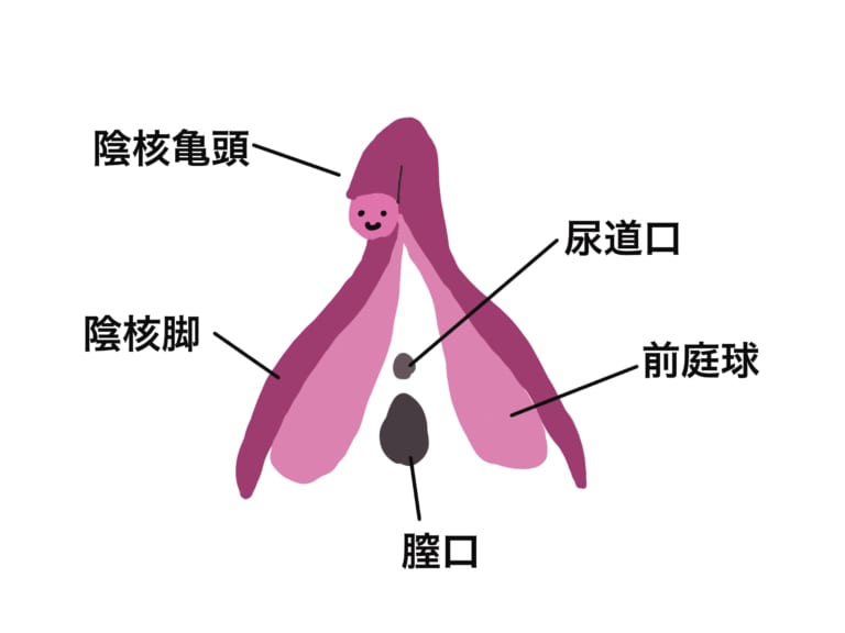 クリトリスは快感を得るための臓器であることを知っていましたか？