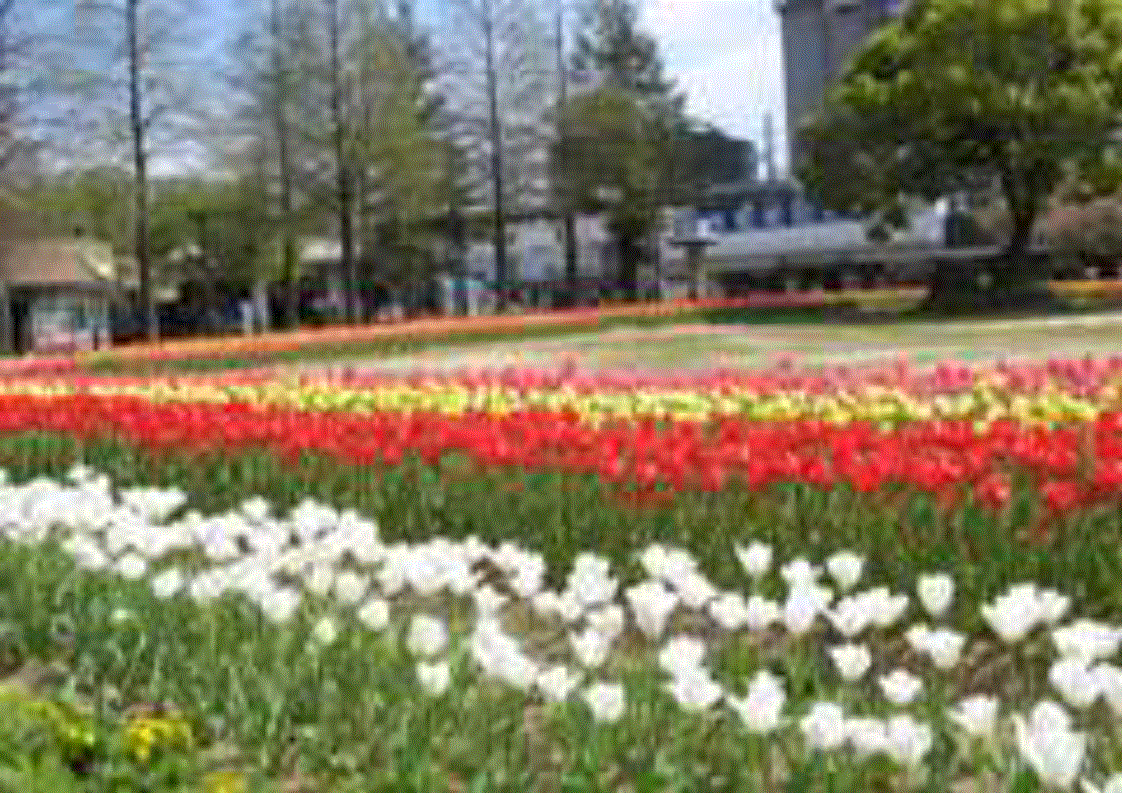 ホスピタルパーク 初夏の花 |