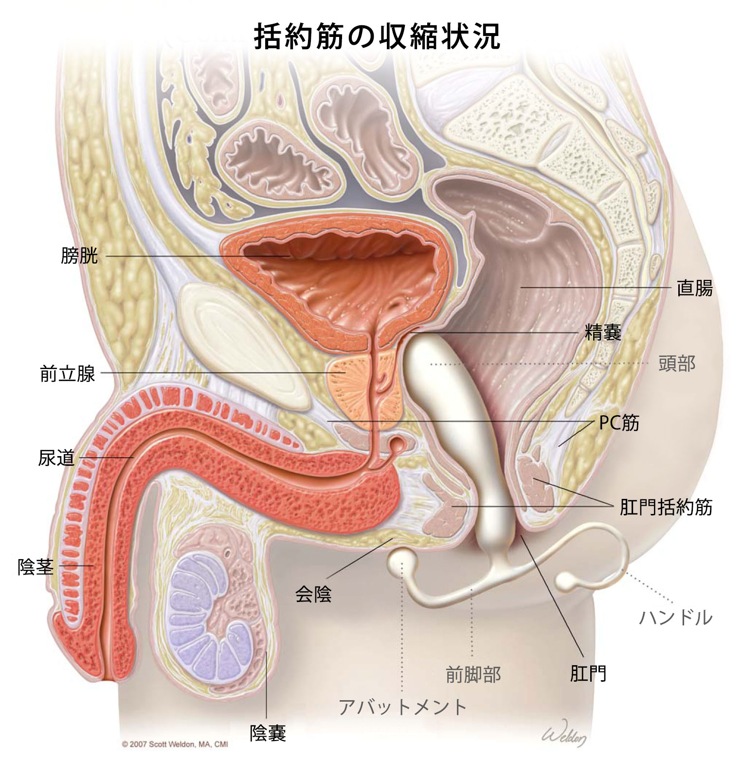 錦糸町快楽M性感倶楽部 前立腺マッサージ専門店 |