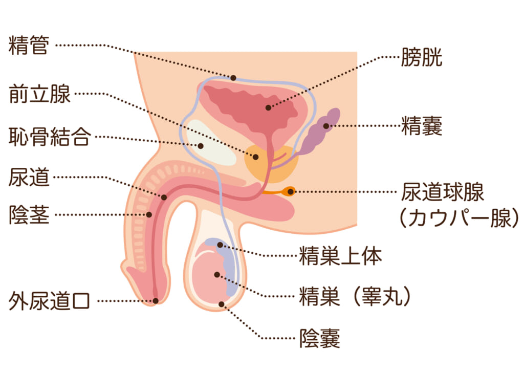 ジャップカサイってなに？どんな内容なの？ | はじめてのメンズエステ入門