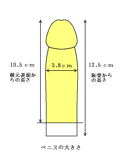 ちんこの理想サイズはトイレットペーパーの芯って本当？測定方法・女性の好みなどを解説 - メンズラボ