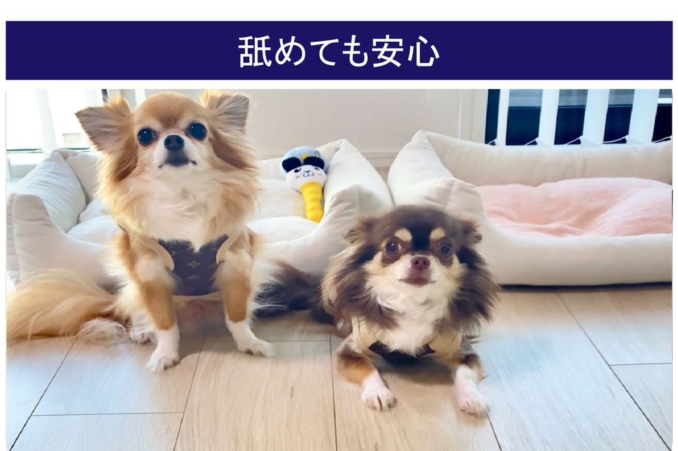 沖縄県のマルチーズの子犬を価格や特徴で探す|ペットショップ探すならpetmi