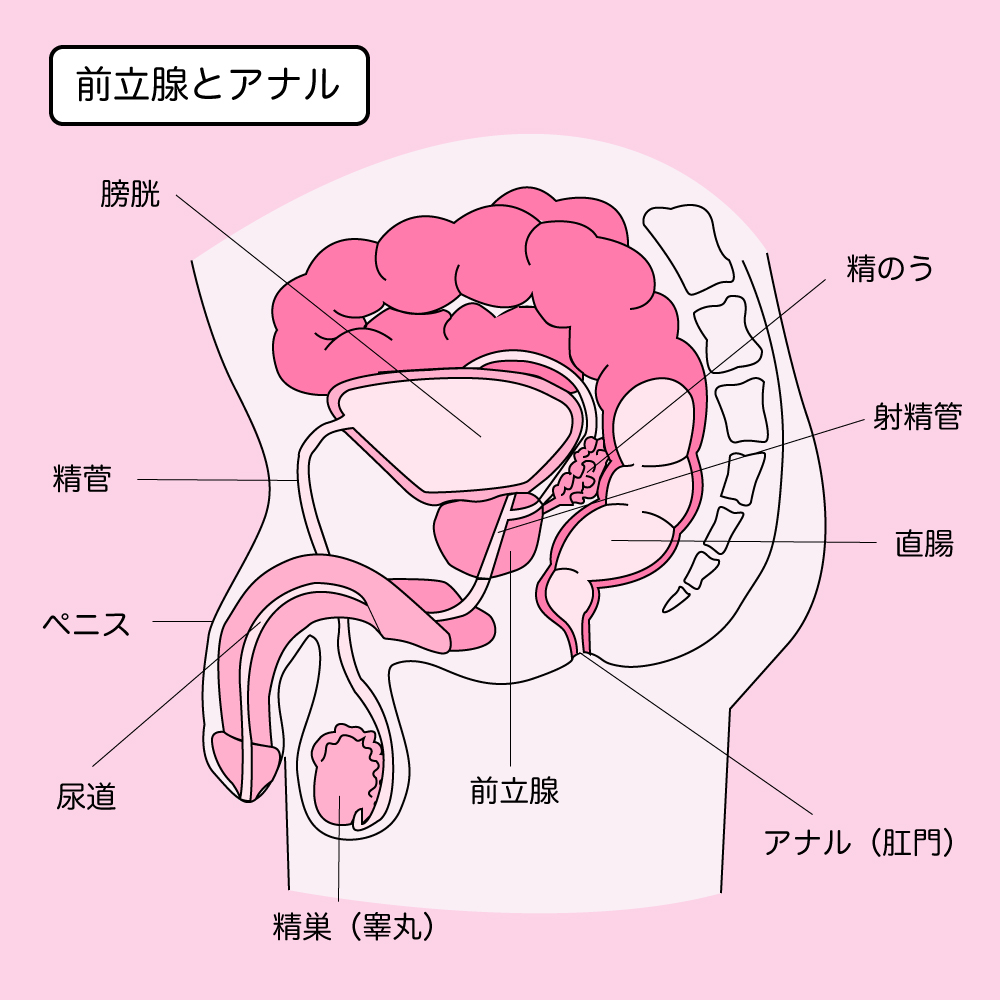 縦割れアナルの原因と開発方法】男性の方が女性よりなりやすい！？｜風じゃマガジン