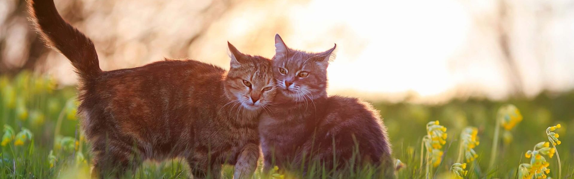 Male Feline Sexual Behavior |