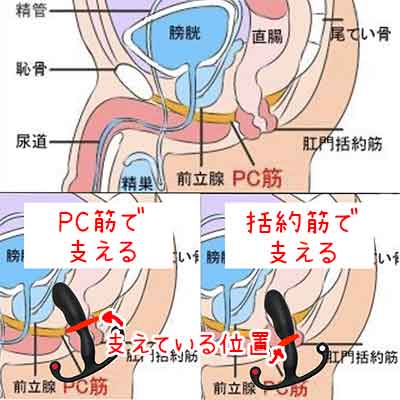 前立腺マッサージのコツは脱力にあり | アネロスジャパン |